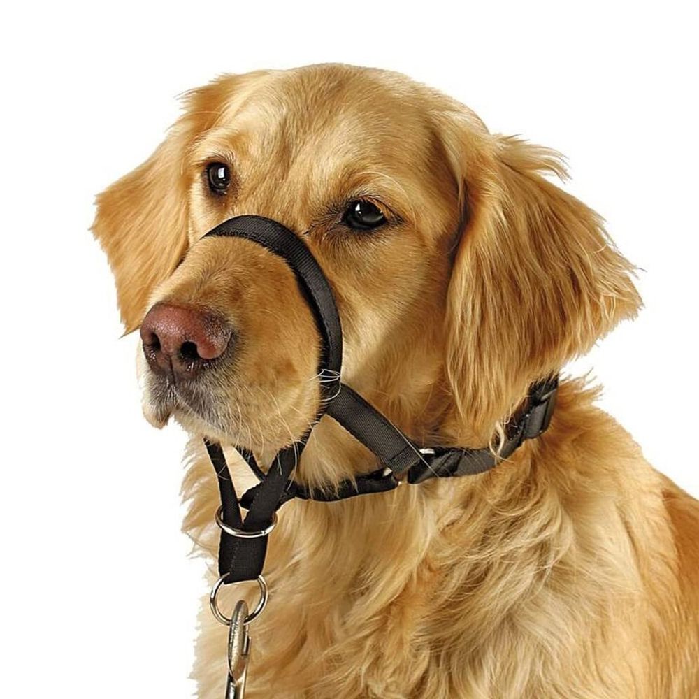 Nylon Training Leash Non Pull  - No Pull Dog Harness review and price